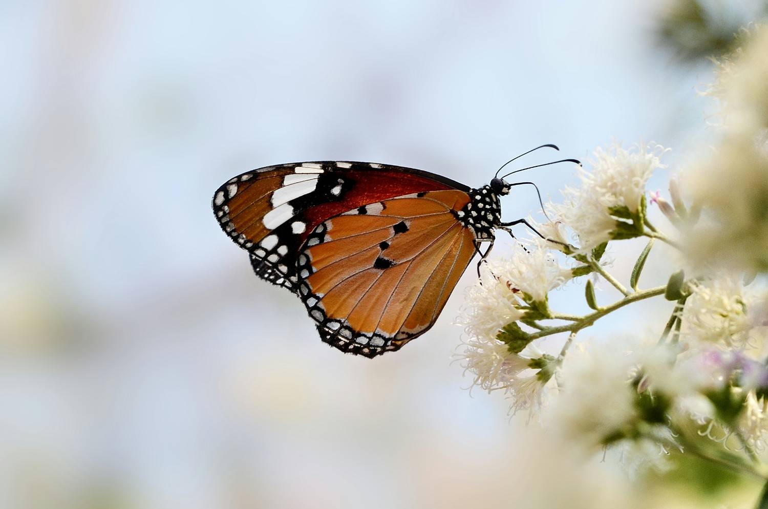 Mindfulness and Meditation: A Path to Inner Peace