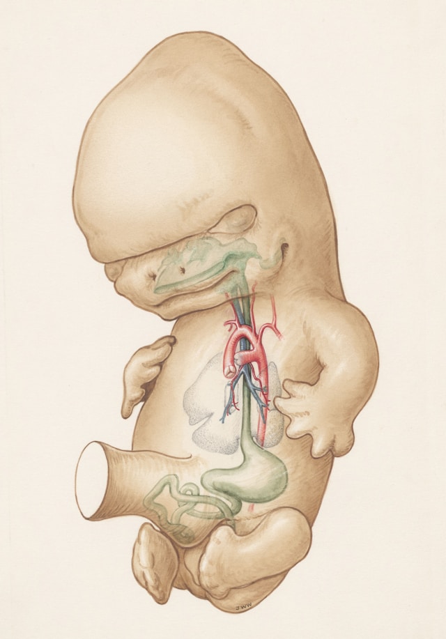 Neonatology (NICU)